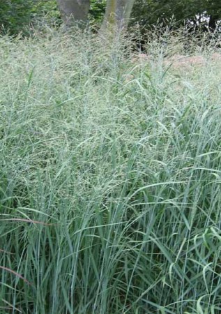 PANICUM virgatum Heavy Metal